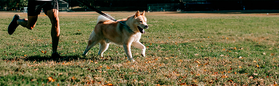 Correa para perro