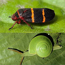 Insect Protection