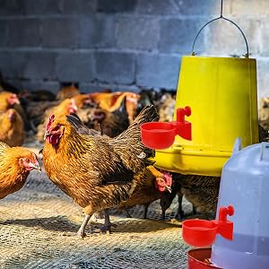 Bicchiere d'acqua per pollo