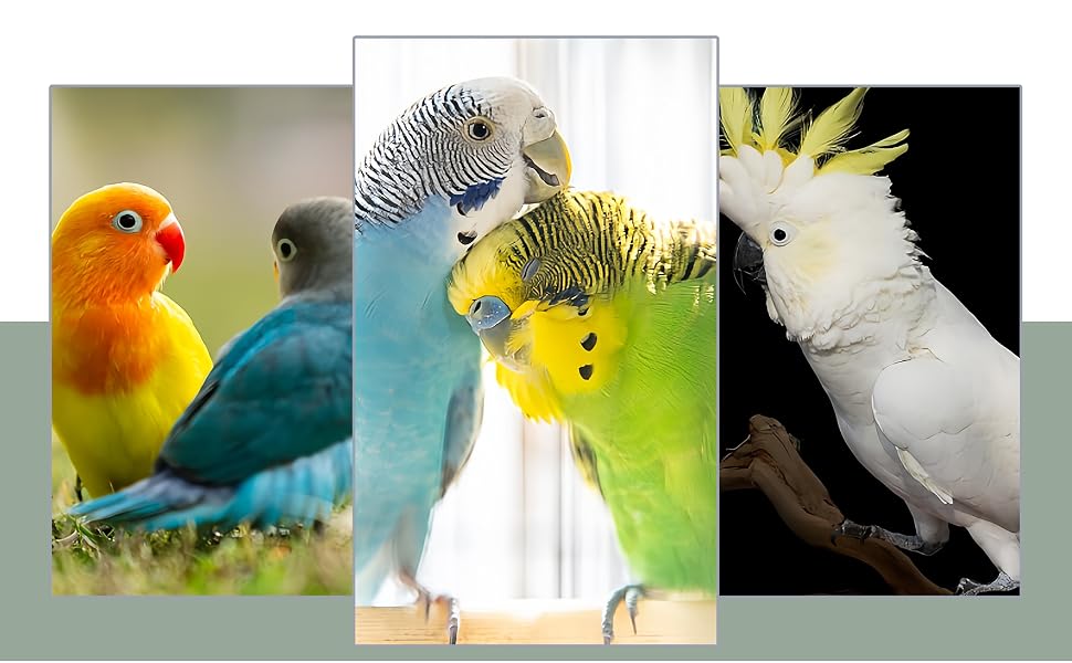 Series of pet budgie birds in different colors including yellow, blue, white and green, shown in close-up portraits against light backgrounds.