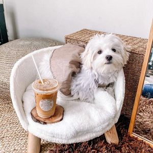 Divanetto Lettino Gatto divanetto per cani lettino per cani cuccia cane interno taglia piccola cucce