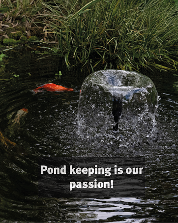 background image showing pond fountain and fish 