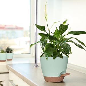 pots de fleurs suspendus