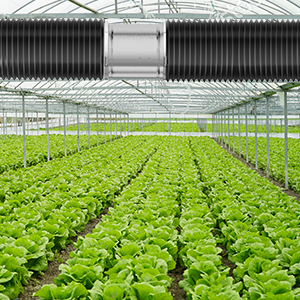 Al plantar, conecte un ventilador para promover el crecimiento de las plantas
