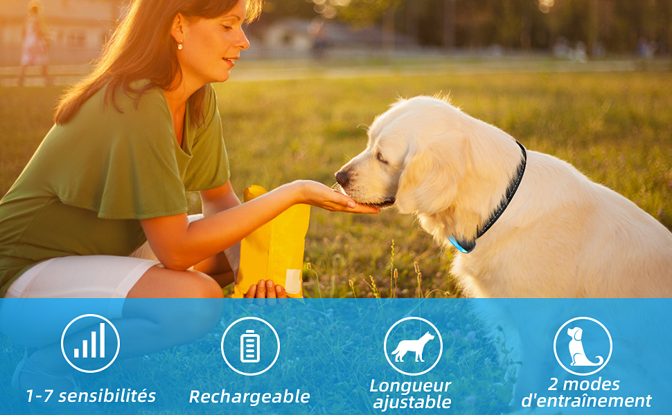 collier anti aboiement petit chien rechargeable