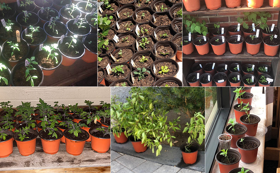 un collage de photos de plantes et de pots.