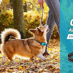collier anti-aboiement chien rechargeable