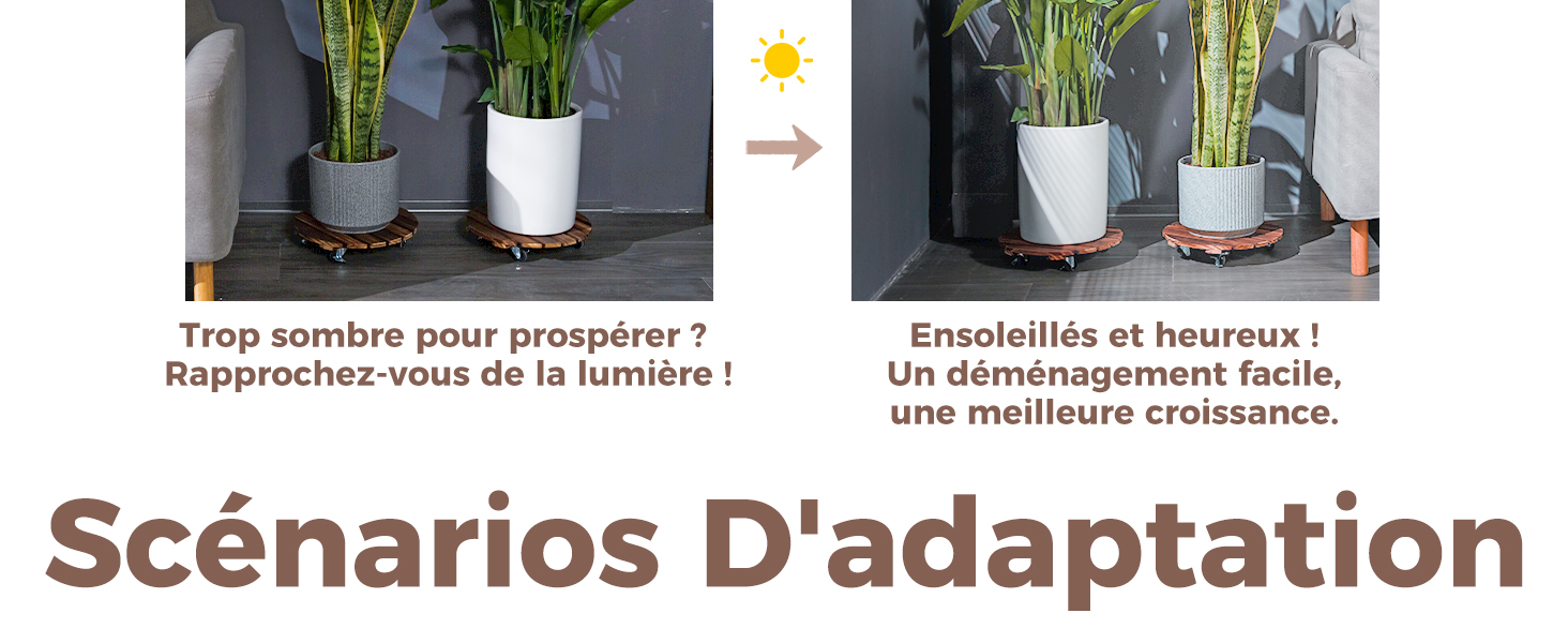 Image fractionnée comparant la croissance des plantes. À gauche : Deux plantes en pot sur une surface sombre. À droite : Les mêmes plantes exposées au soleil semblent en meilleure santé. Le texte traite de l'adaptation des plantes aux conditions d'éclairage.