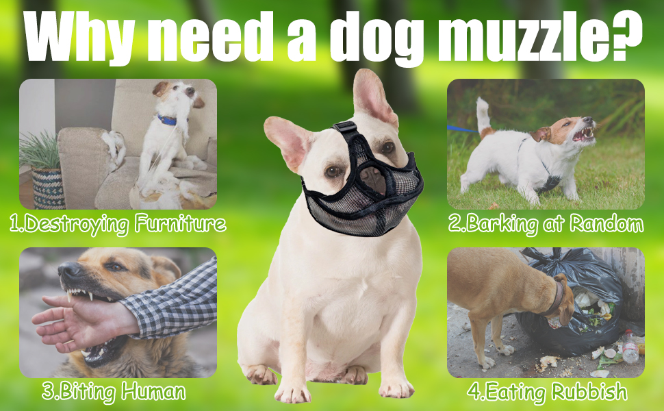 Infographic showing reasons for dog muzzles: 'Learning to Breathe', 'Learning to Drink', 'Stop Barking', and 'Stop Eating Rubbish'. French Bulldog wearing muzzle in center.