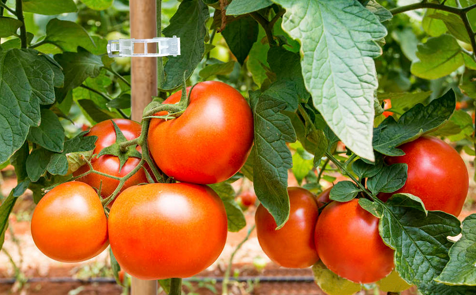 Great Supports Clips for Plants Fruit and Vegetable
