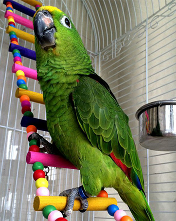 Bright green parrot perched on a colorful rope toy ladder with multiple plastic segments in various colors.