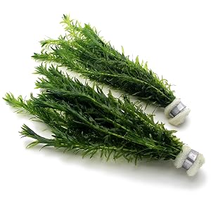 elodea densa pond plant live aquarium plant oxygenating anacharis freshwater floating fresh