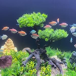 a fish tank with a tree and a fish