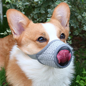 dog muzzle