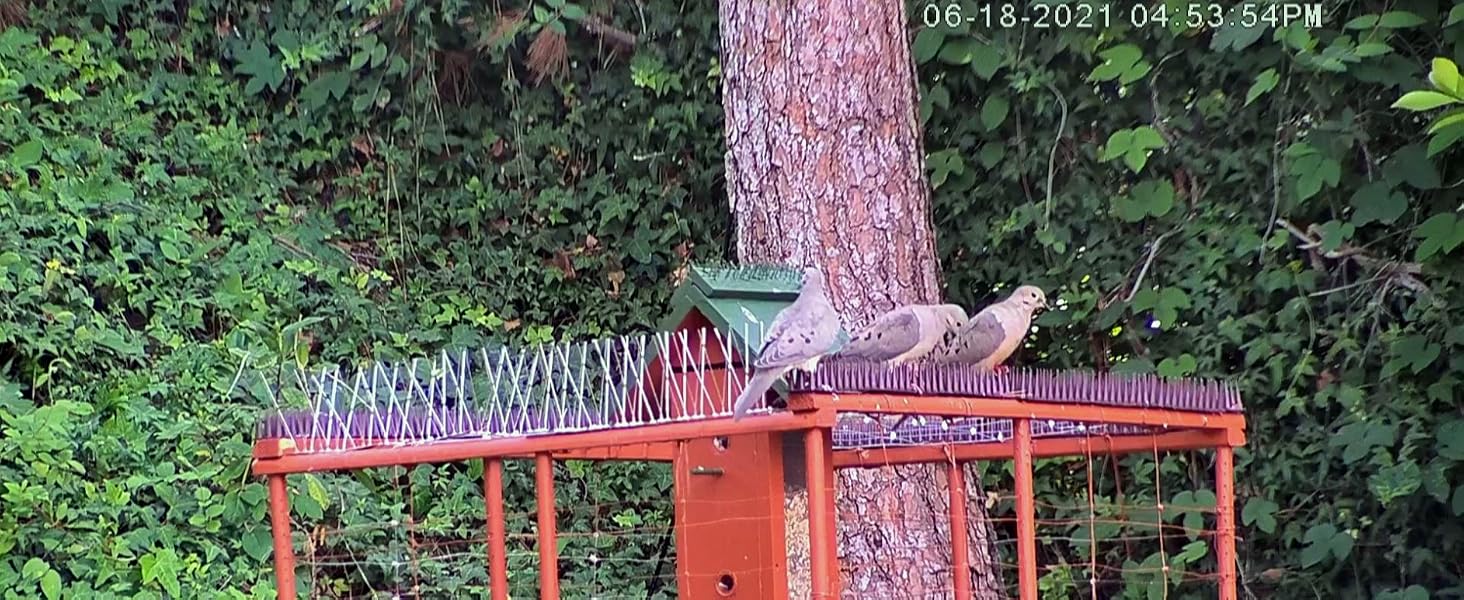 Pic Anti-Pigeon
