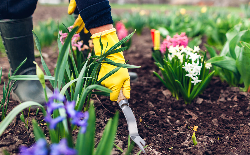 Gardener wearing yellow gloves and blue jeans, using pruning shears in a flower bed with blooming tulips and other spring flowers.
