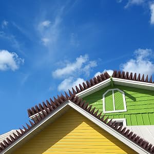 Bird Spikes