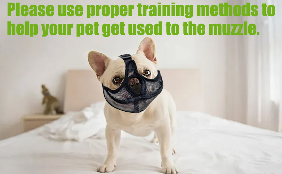 Fawn-colored pug wearing a black muzzle on a white bed. Text advises using proper training methods for muzzle acclimation.