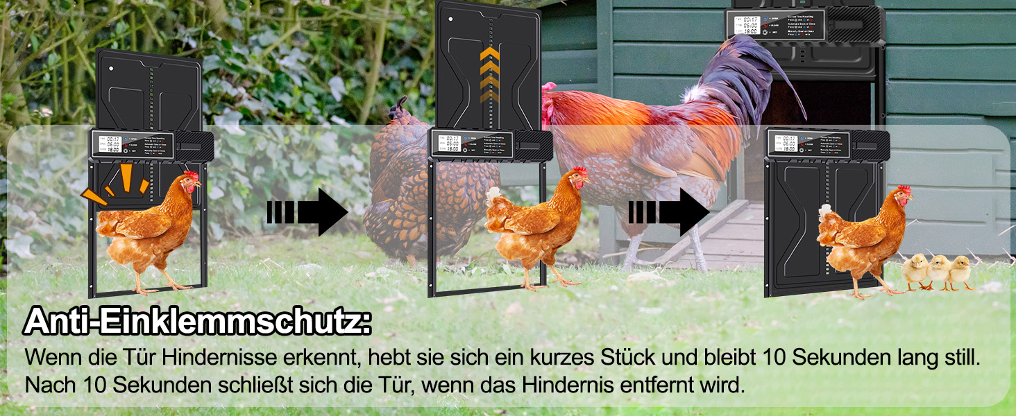 clapet de poulet automatique