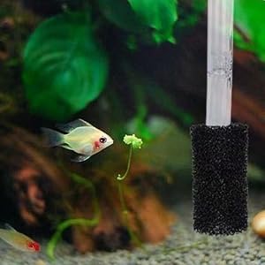 Aquarium filter sponge attached to clear tube with small white and orange fish swimming nearby, green plants in background.