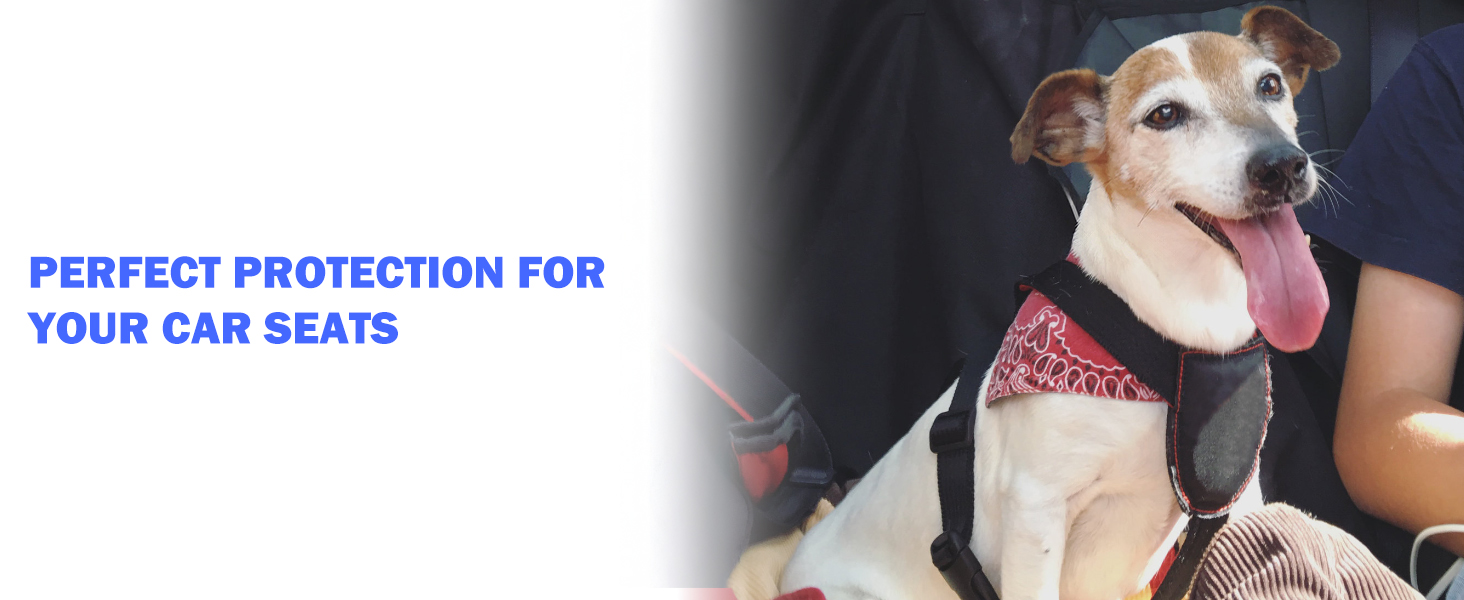 a dog wearing a red bandana and a black and white dog wearing a harness.