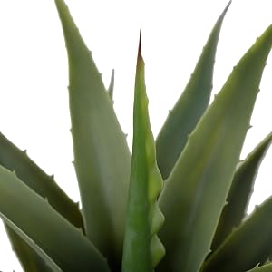 momo plant