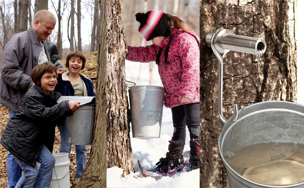 maple tree tapping kit