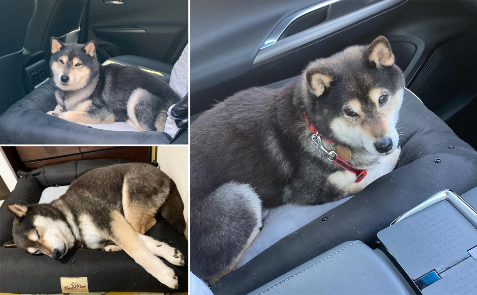 BingoPaw Seggiolino Auto per Cani: Trasportino Cane Taglia Piccola 5 kg Auto Letto per Cane
