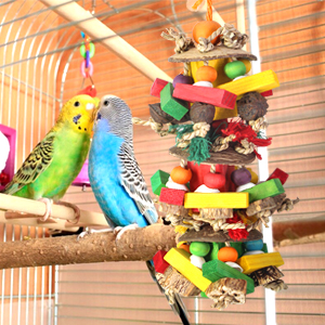 two birds sitting on a cage