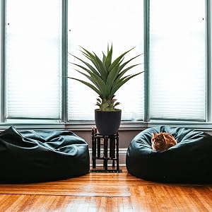 momo plant
