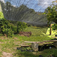 Gartenpflanzen