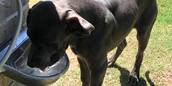 automatic dog water dispenser