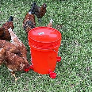 Bicchieri per l'abbeveraggio dei polli