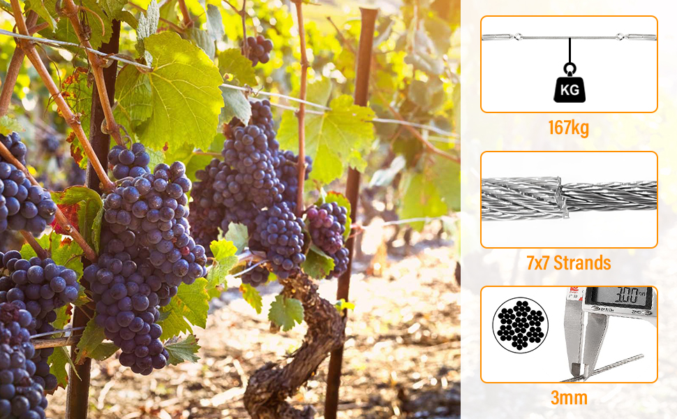 Vignoble aux raisins violets mûrs.