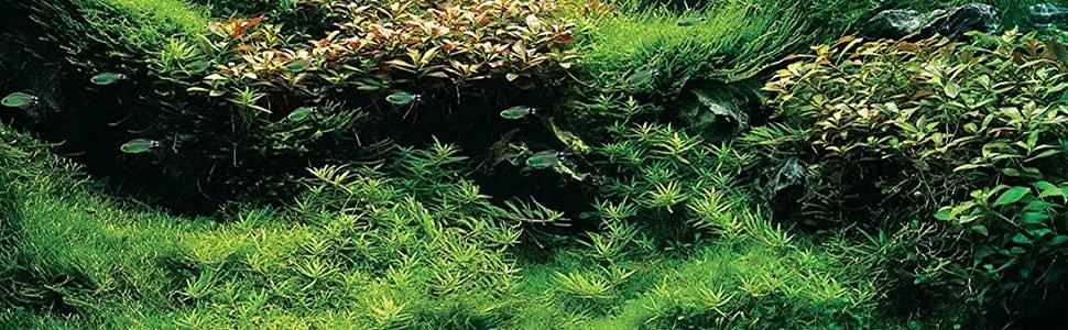 a large green plant with lots of fish in it.