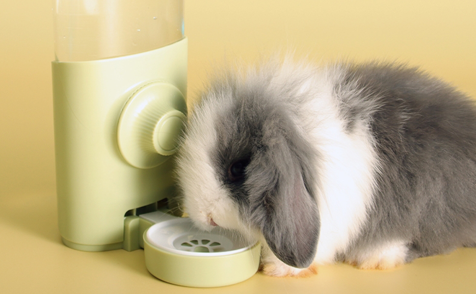 distributeur eau lapin