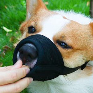 dog muzzle