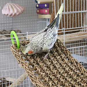 Bird Seagrass Mat