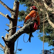 en équipement de sécurité orange et casque, sécurisé par un harnais, travaillant en hauteur dans un pin avec fond de ciel bleu.