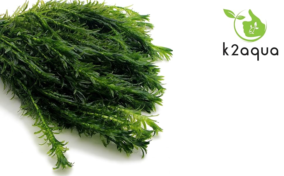 Fresh bunch of bright green dill with feathery fronds, shown against white background. K2aqua logo visible in corner.
