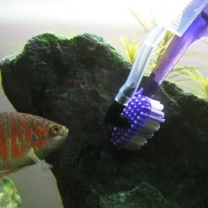a toothbrush is next to a toothbrush in a fish tank.