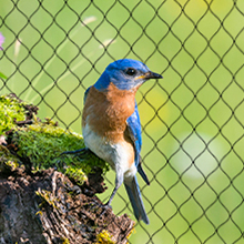 bird net