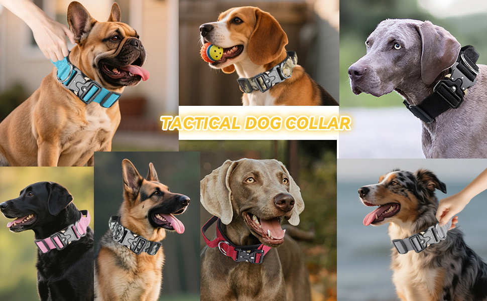 Il testo recita 'DI CHE COLORE È IL CANE?'. Serie di fotografie che mostrano diversi cani di diversi colori e razze, ognuno con un collare.
