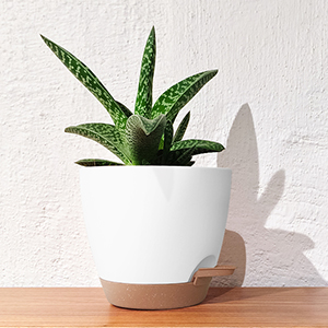 pot plante