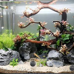a fish tank with a tree and plants