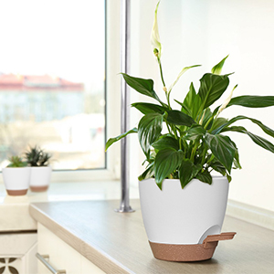 cache pot plante interieur