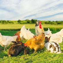testeur de fil nul numérique élevage de poulets