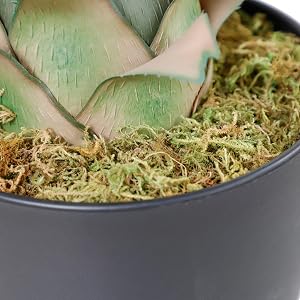 momo plant