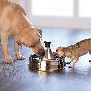 PetSafe fontaine à eau, hydratation, santé chien et chat