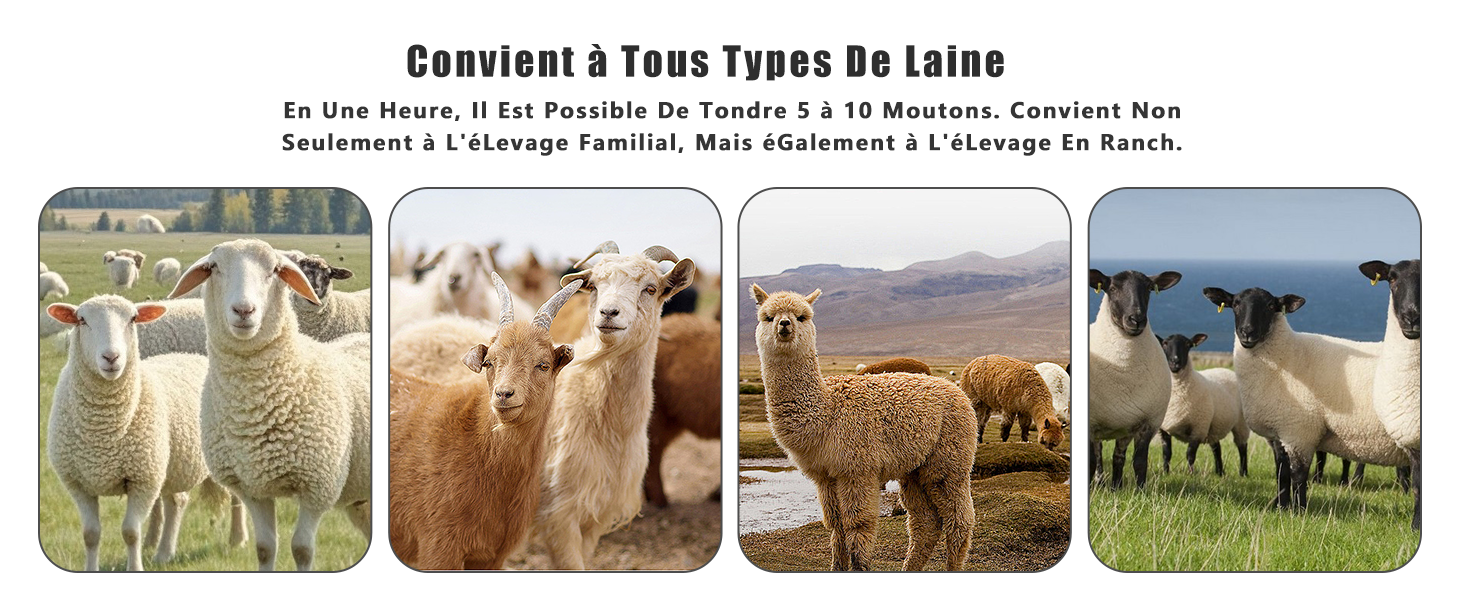 une photo d'un troupeau de lamas